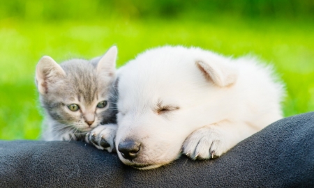 Pups en kittens Pups en kittens